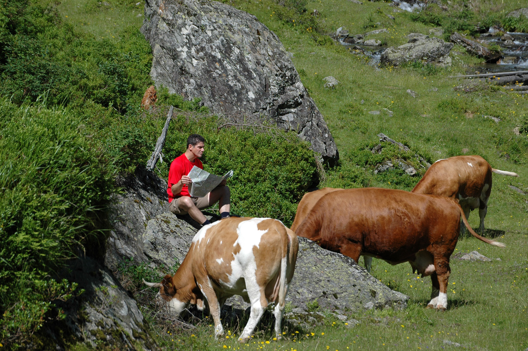 Die Milchkühe auf der Bergweide über dem Tal